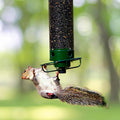 Bird Feeder | Squirrel-Proof Rotating Perch & Large Capacity | Hanging Mount