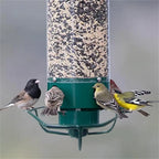 Bird Feeder | Squirrel-Proof Rotating Perch & Large Capacity | Hanging Mount