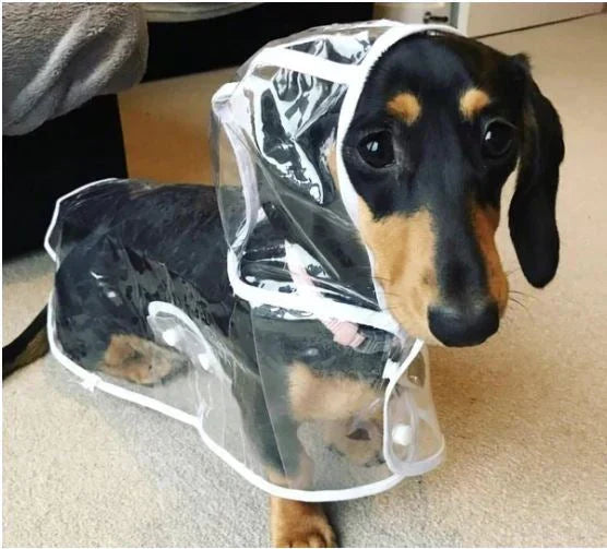 Dog Raincoat | Transparent & Waterproof | Adjustable Belly Strap