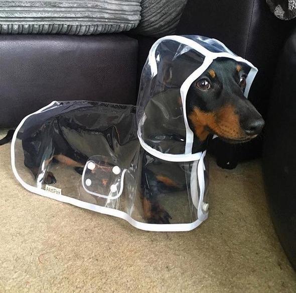 Dog Raincoat | Transparent & Waterproof | Adjustable Belly Strap