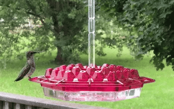 Hummingbird Feeder | Ant-Proof & Leak-Proof | 30 Feeding Ports