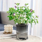 Indoor Planter | Self-Watering Double-Wall & Eco-Friendly