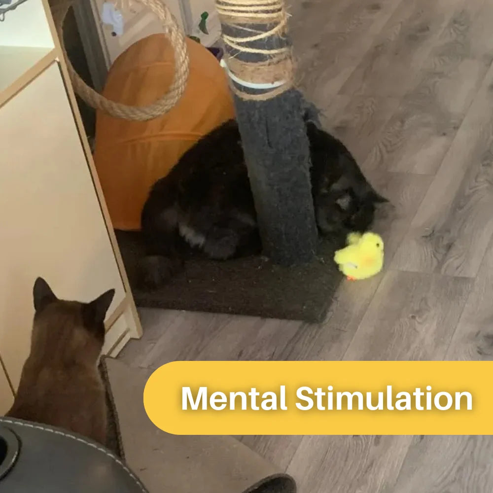 Interactive Cat Toy | Fluttering Wings & Quacking Sound | Rechargeable