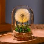 Night Lamp | Glass Dome & Preserved Dried Flowers | Warm White Light
