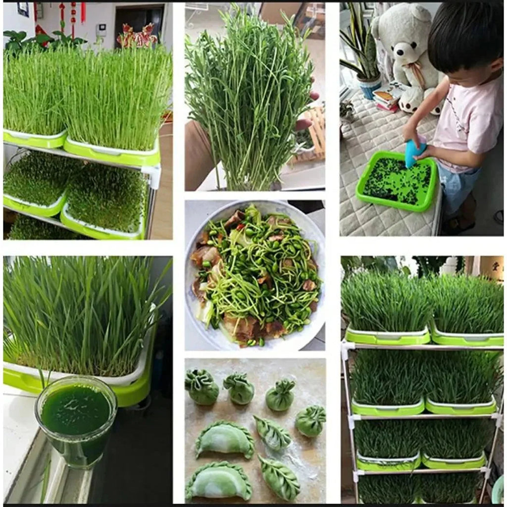 Sprouting Tray | Hydroponic 2-Layer System & BPA-Free