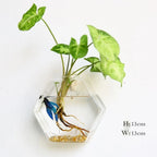 Wall Vase | Borosilicate Glass & Wall-Mounted
