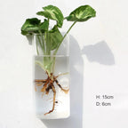 Wall Vase | Borosilicate Glass & Wall-Mounted